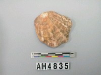 藏品(貝殼)的圖片